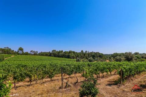 Quinta de Excelência na Região do Dão | Produção, Turismo e Investimento