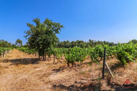 Quinta de Excelência na Região do Dão | Produção, Turismo e Investimento