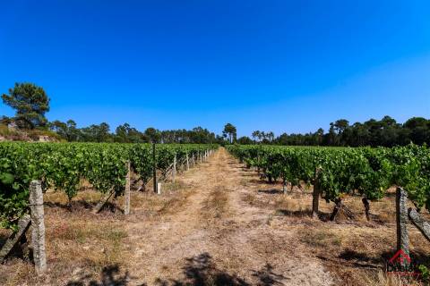 Quinta de Excelência na Região do Dão | Produção, Turismo e Investimento