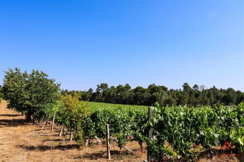 Quinta de Excelência na Região do Dão | Produção, Turismo e Investimento