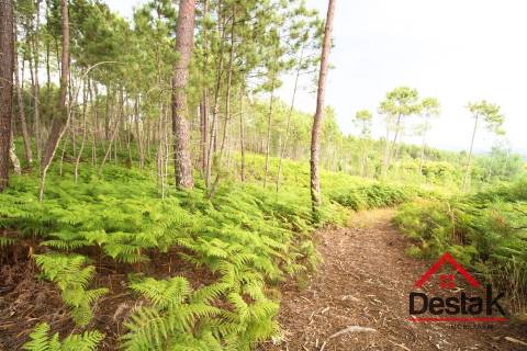 Terreno Urbano para construção a dez minutos do Centro de Viseu