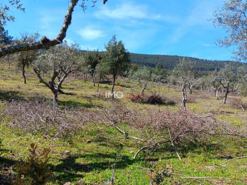 Terreno Rústico  Venda em São Salvador da Aramenha,Marvão