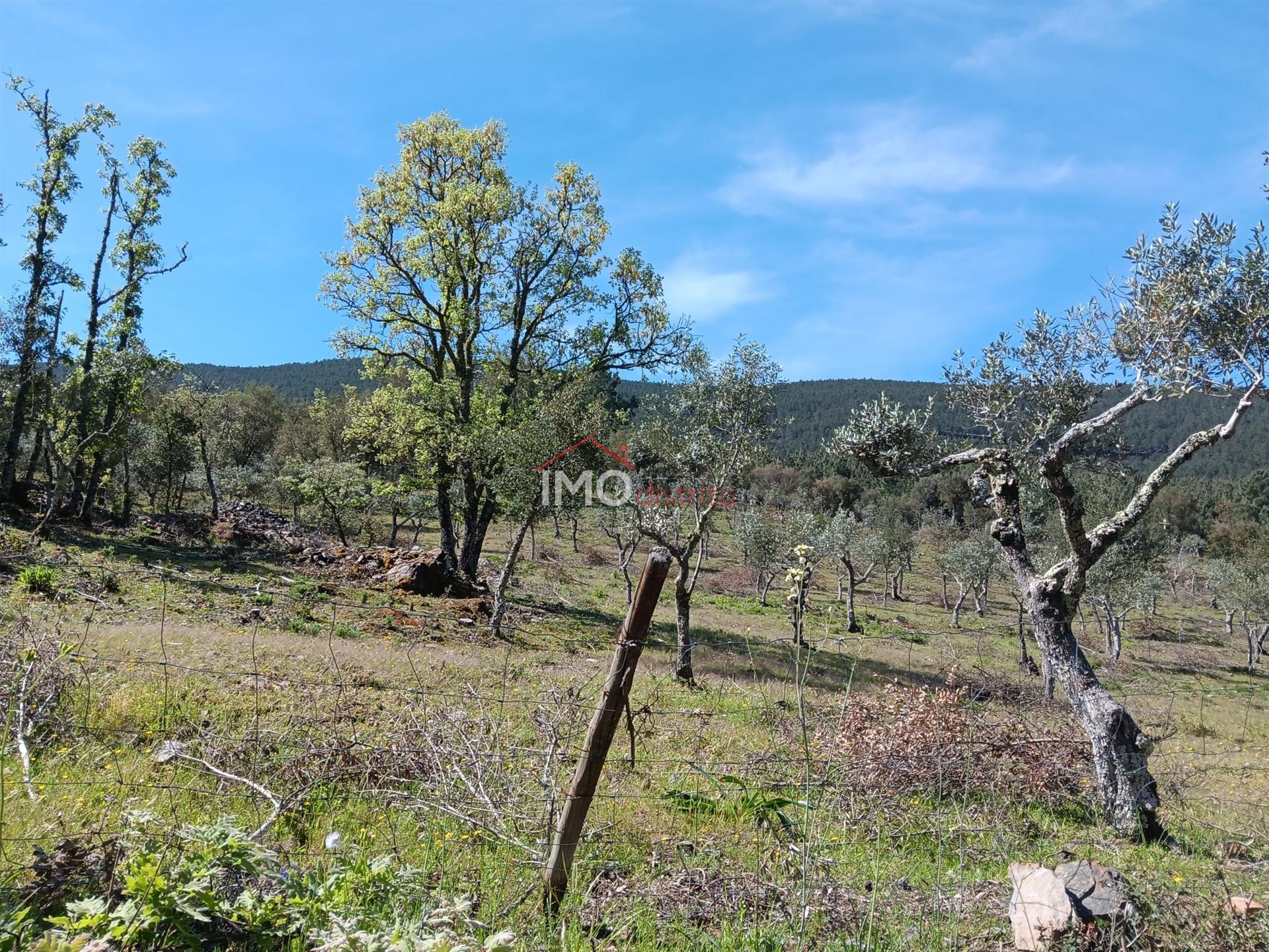 Terreno Rústico  Venda em São Salvador da Aramenha,Marvão