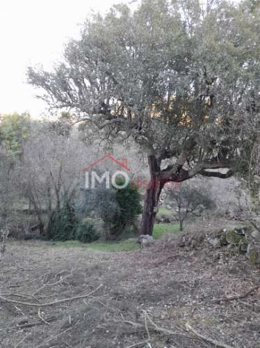 Terreno Rústico  Venda em Santa Maria de Marvão,Marvão
