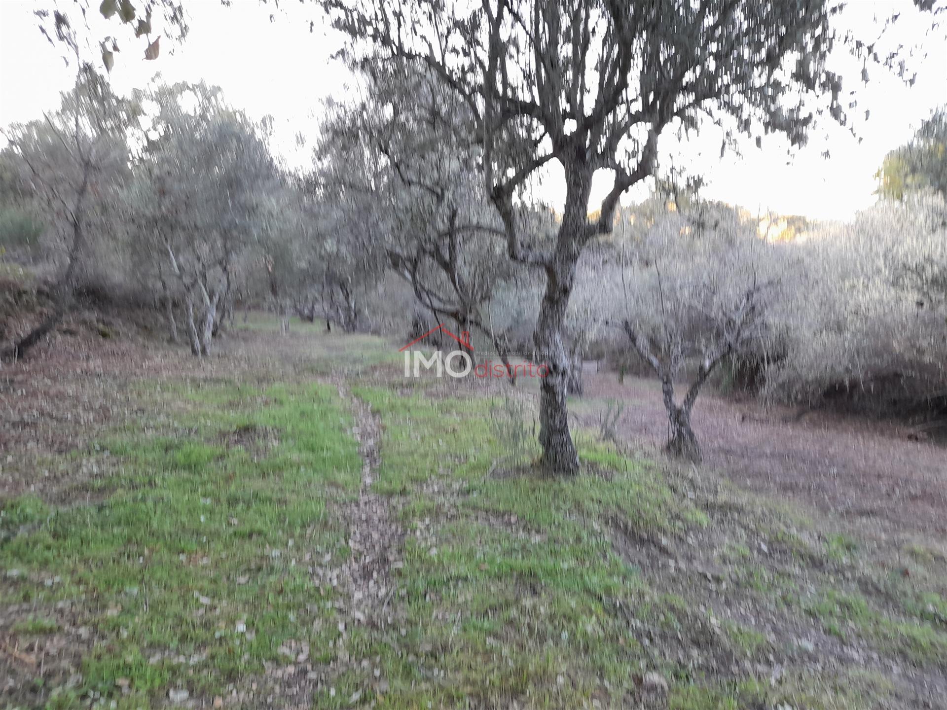 Terreno Rústico  Venda em Santa Maria de Marvão,Marvão