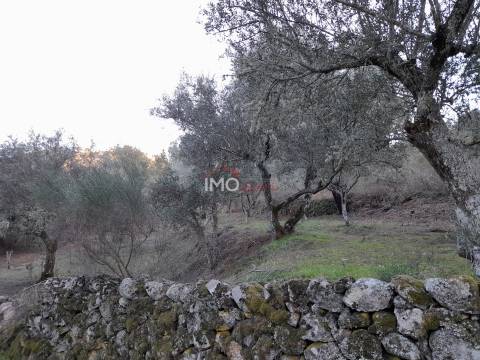 Terreno Rústico  Venda em Santa Maria de Marvão,Marvão