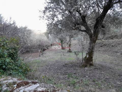 Terreno Rústico  Venda em Santa Maria de Marvão,Marvão