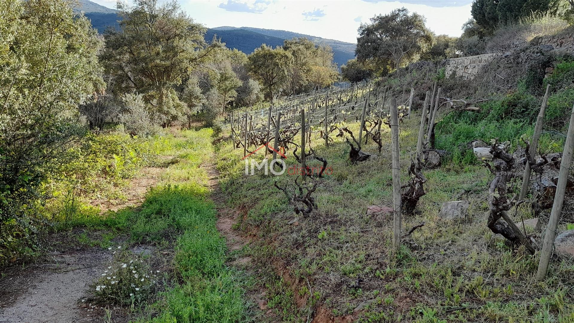 Terreno Rústico  Venda em São Salvador da Aramenha,Marvão