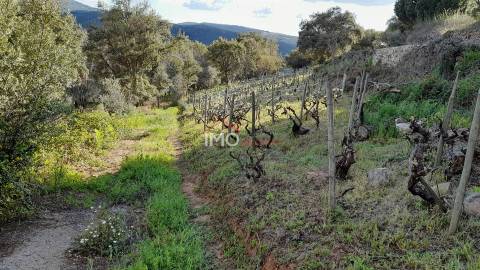 Terreno Rústico  Venda em São Salvador da Aramenha,Marvão