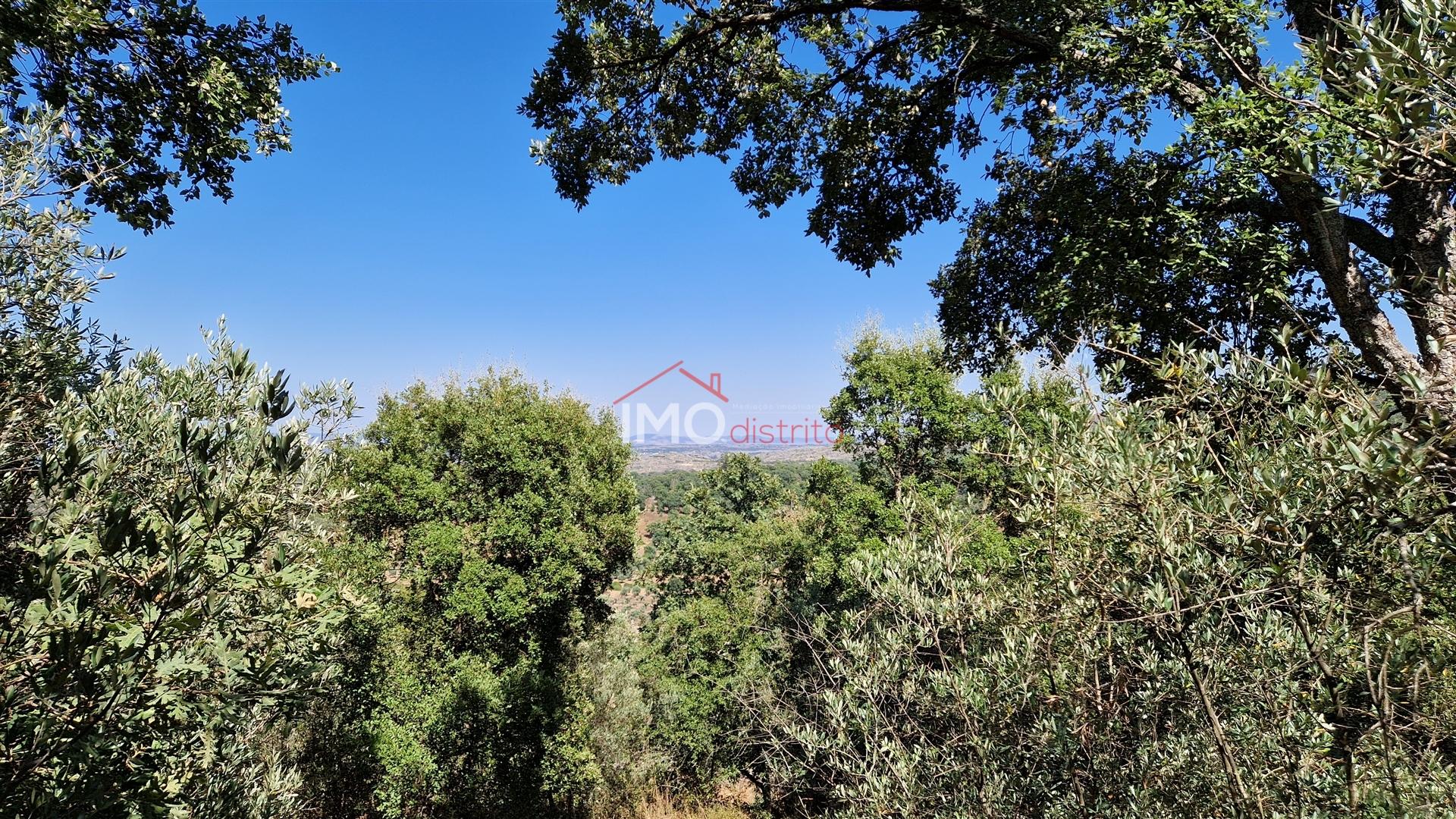 Terreno Para Construção  Venda em Santa Maria da Devesa,Castelo de Vide