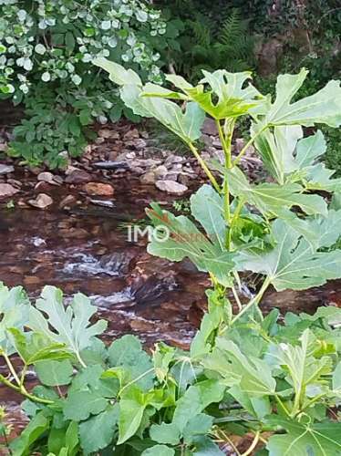 Moradia T4 Venda em Reguengo e São Julião,Portalegre