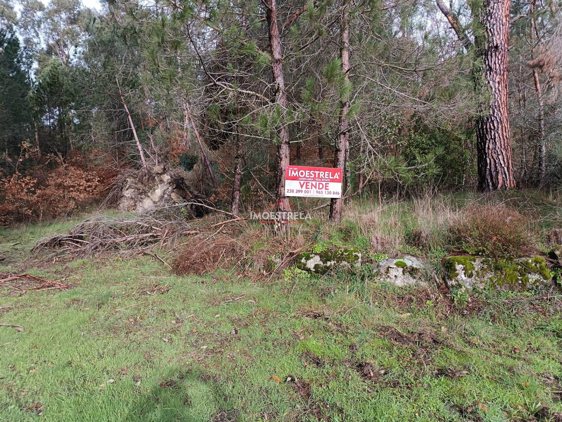 Terreno agrícola / florestal Seia