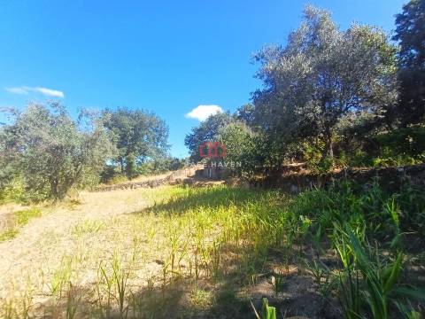 Terreno  Venda em Tavares (Chãs, Várzea e Travanca),Mangualde