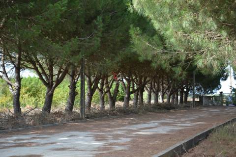 Quinta com 7 hectares e 6000 árvores de fruto no Poceirão