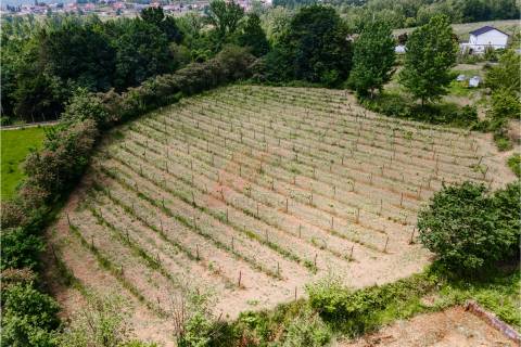 Terreno a 3 km do Centro de Fafe com Vinha e Nascente em Golães- Fafe!