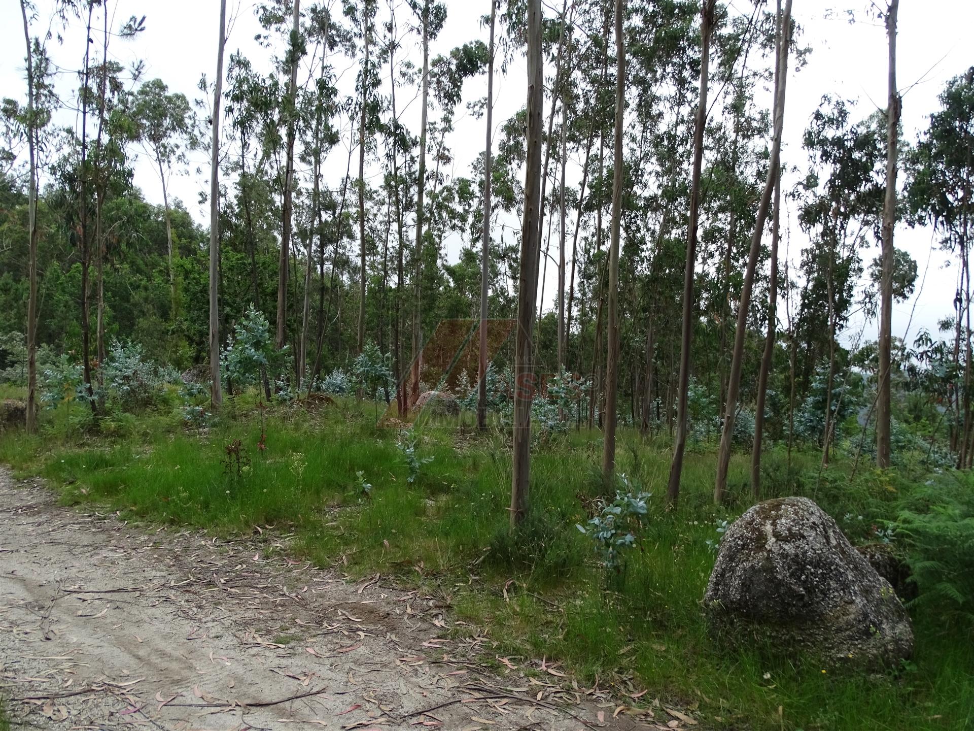 TERRENO COM ÓTIMAS ÁREAS EM SILVARES SÃO MARTINHO - FAFE!