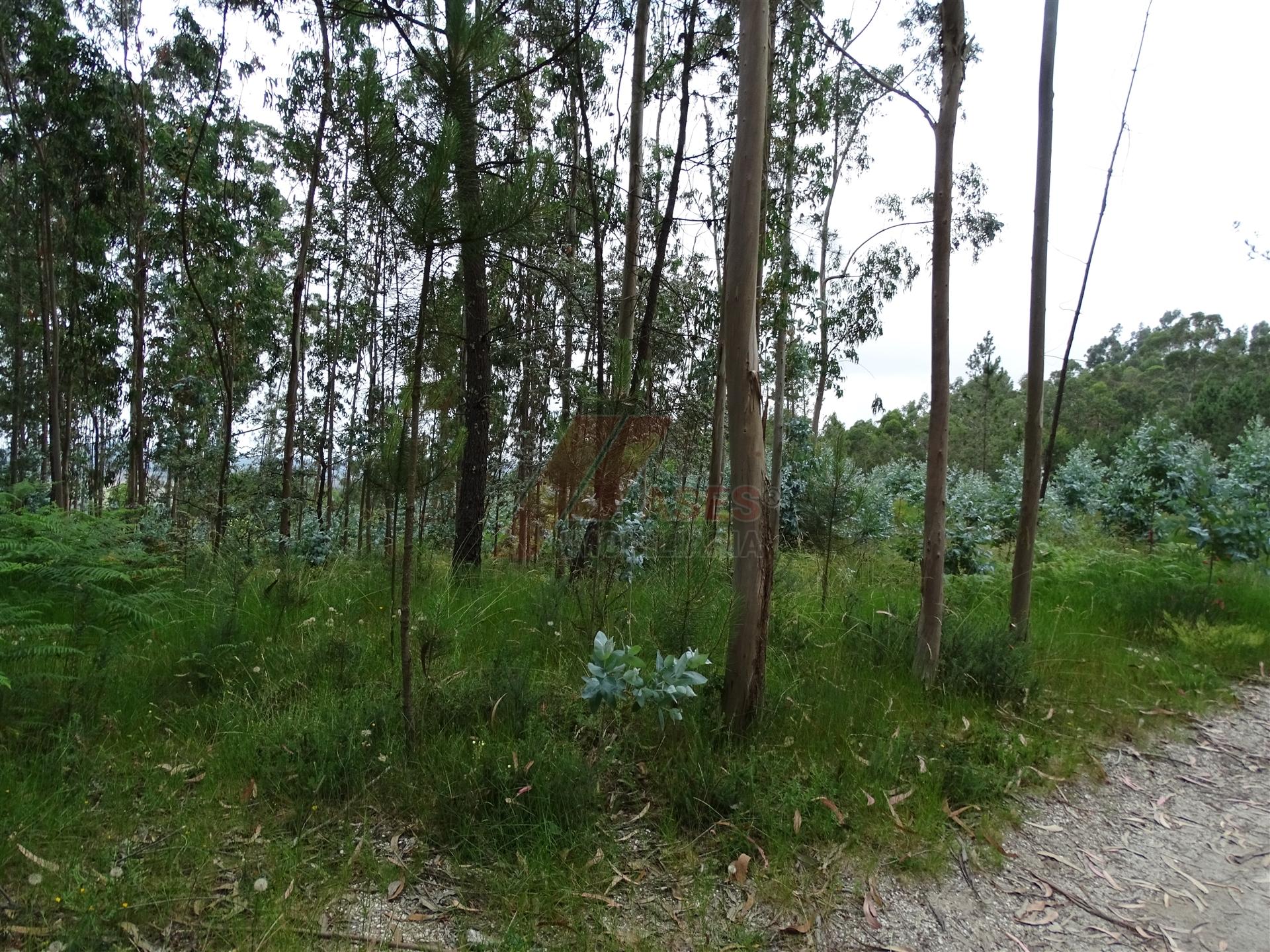 TERRENO COM ÓTIMAS ÁREAS EM SILVARES SÃO MARTINHO - FAFE!