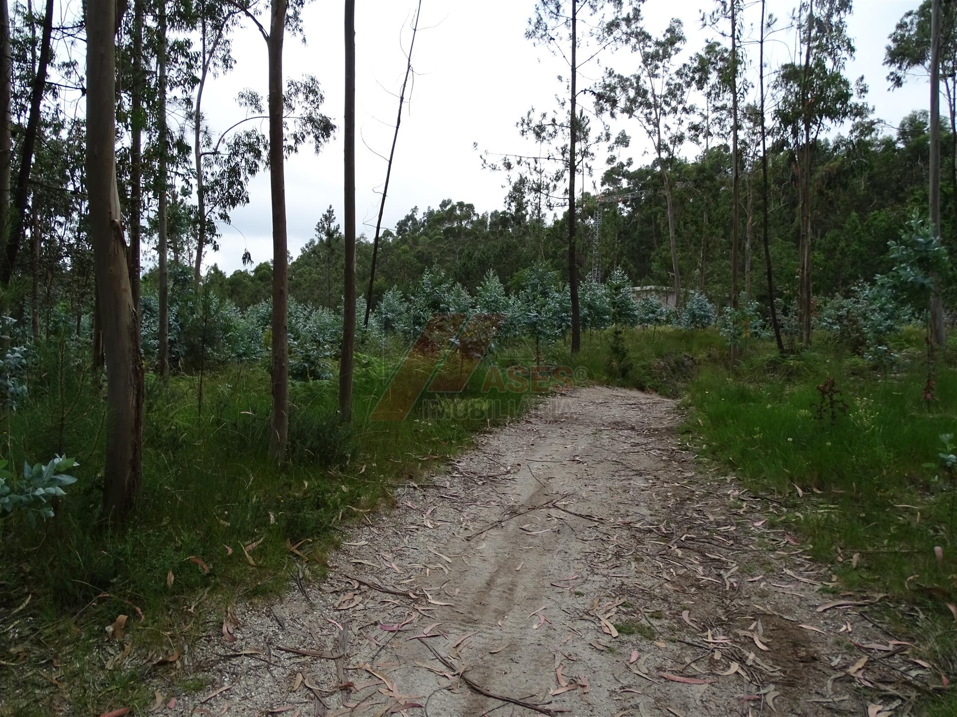 TERRENO COM ÓTIMAS ÁREAS EM SILVARES SÃO MARTINHO - FAFE!
