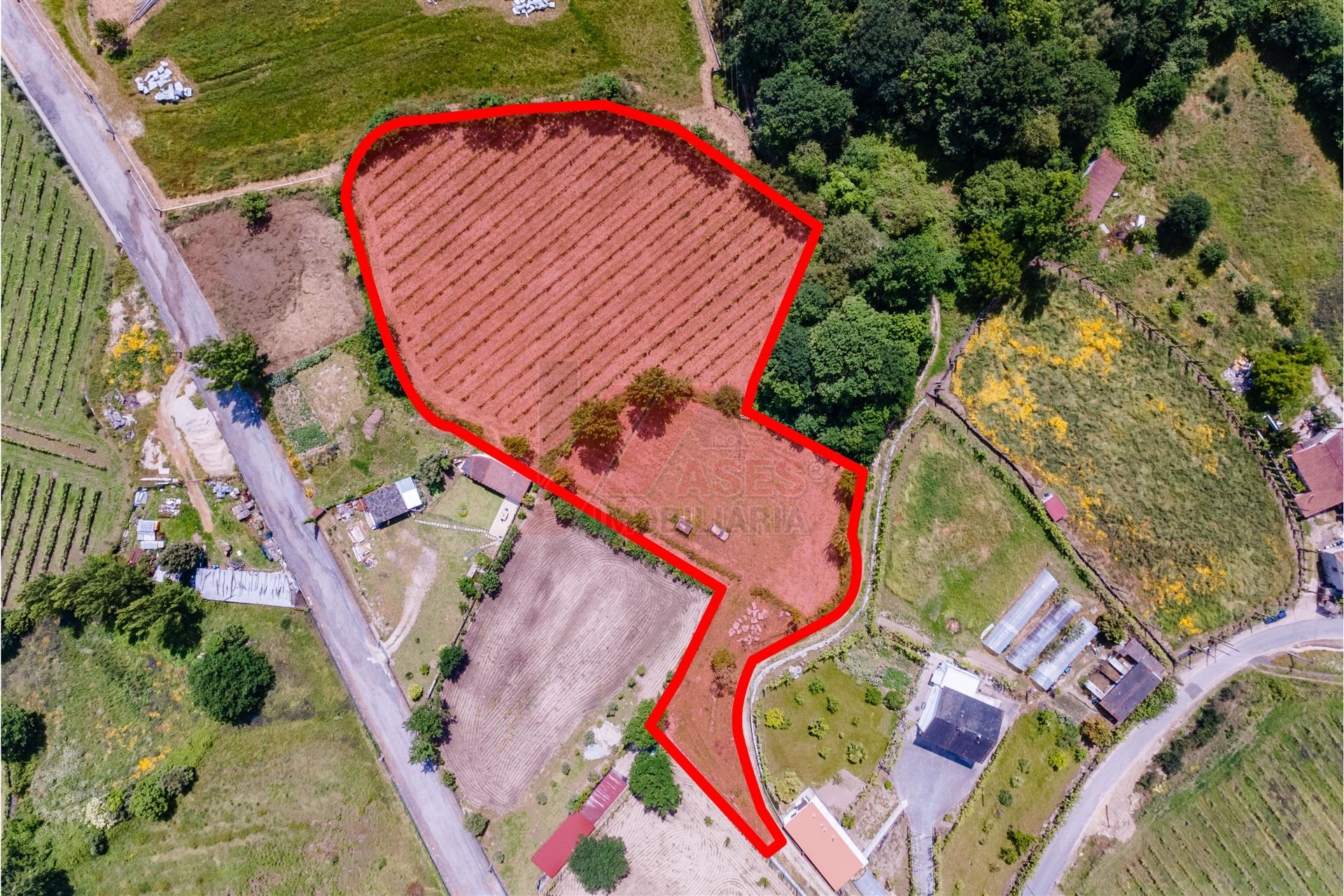Terreno a 3 km do Centro de Fafe com Vinha e Nascente em Golães- Fafe!