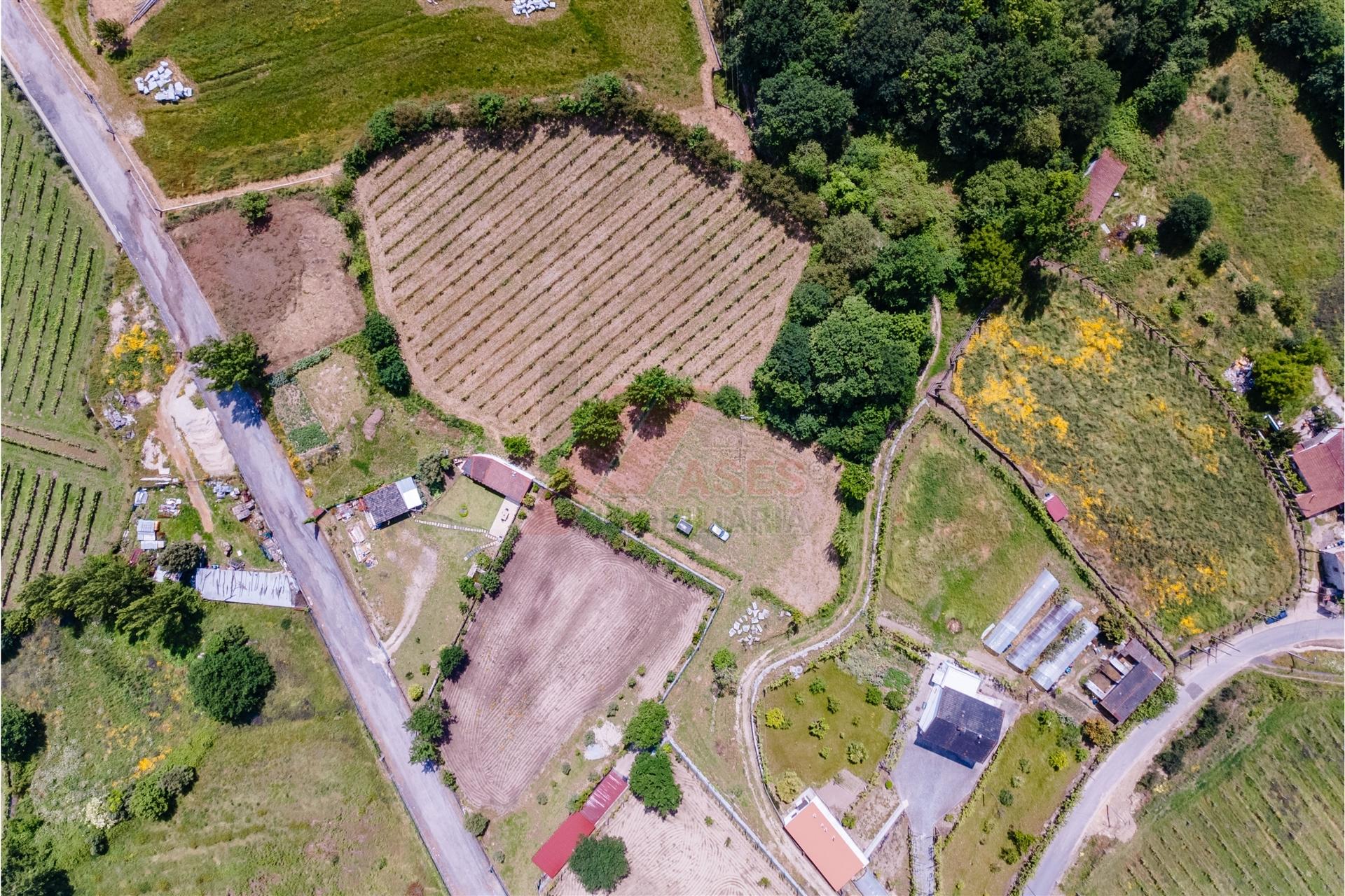 Terreno a 3 km do Centro de Fafe com Vinha e Nascente em Golães- Fafe!