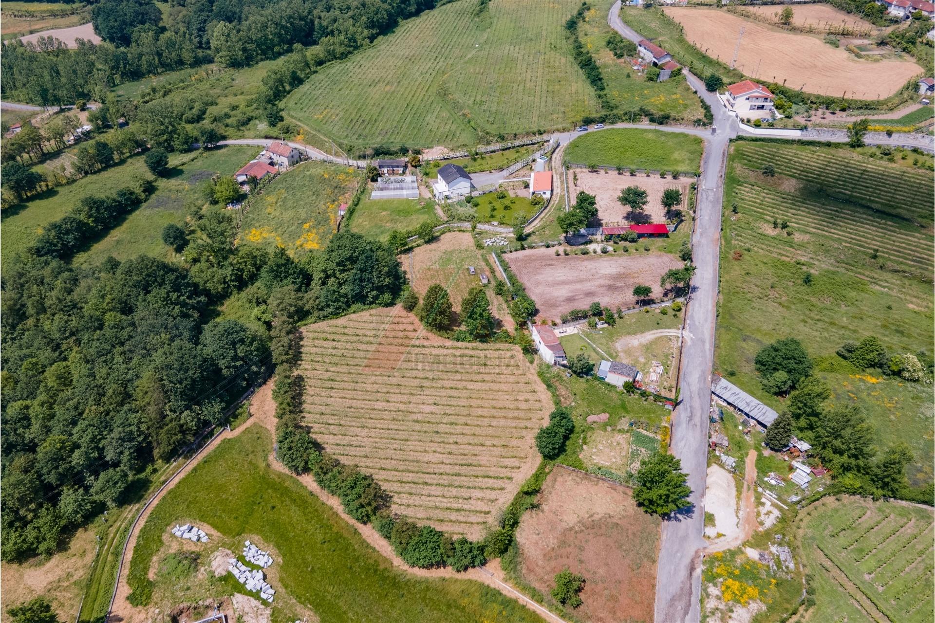 Terreno a 3 km do Centro de Fafe com Vinha e Nascente em Golães- Fafe!