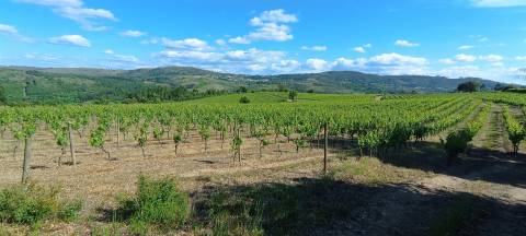 Quinta  Venda em Sezures,Penalva do Castelo