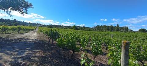 Quinta  Venda em Sezures,Penalva do Castelo