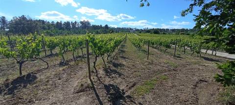 Quinta  Venda em Sezures,Penalva do Castelo