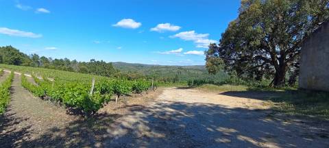 Quinta  Venda em Sezures,Penalva do Castelo
