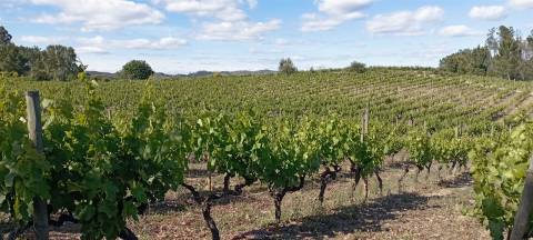 Quinta  Venda em Sezures,Penalva do Castelo
