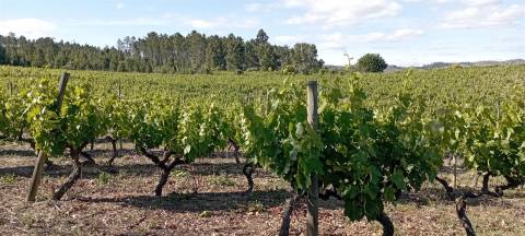 Quinta  Venda em Sezures,Penalva do Castelo