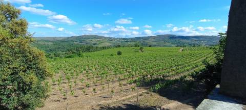 Quinta  Venda em Sezures,Penalva do Castelo