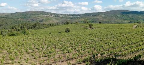 Quinta  Venda em Sezures,Penalva do Castelo