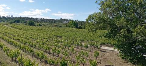 Quinta  Venda em Sezures,Penalva do Castelo