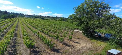 Quinta  Venda em Sezures,Penalva do Castelo