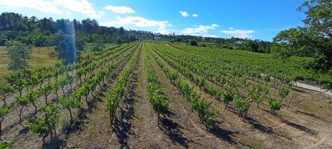 Quinta  Venda em Sezures,Penalva do Castelo