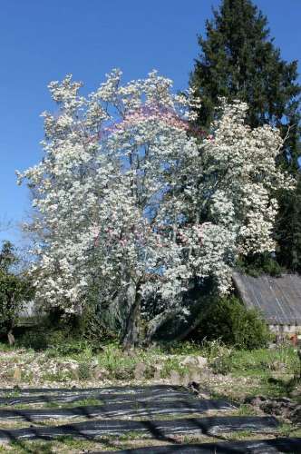 Quinta  Venda em Povolide,Viseu