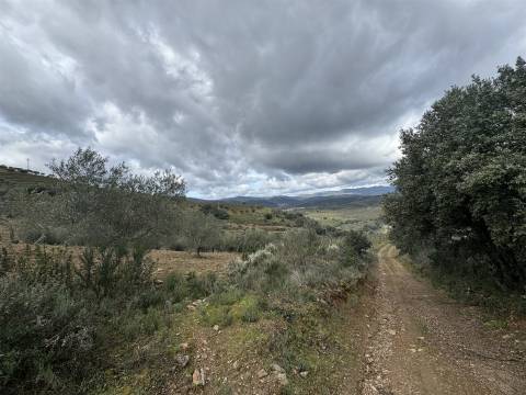 Quinta para Venda em Vilarinho das Azenhas com cerca de 18ha