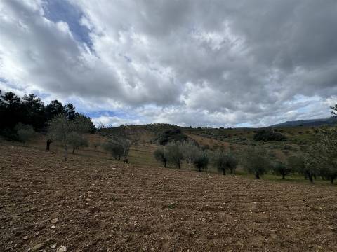 Quinta para Venda em Vilarinho das Azenhas com cerca de 18ha