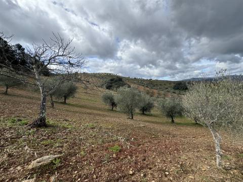 Quinta para Venda em Vilarinho das Azenhas com cerca de 18ha