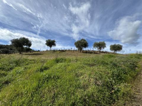 Quinta para Venda em Vilarinho das Azenhas com cerca de 18ha