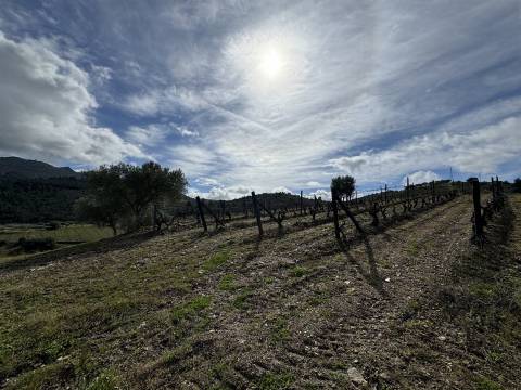 Quinta para Venda em Vilarinho das Azenhas com cerca de 18ha