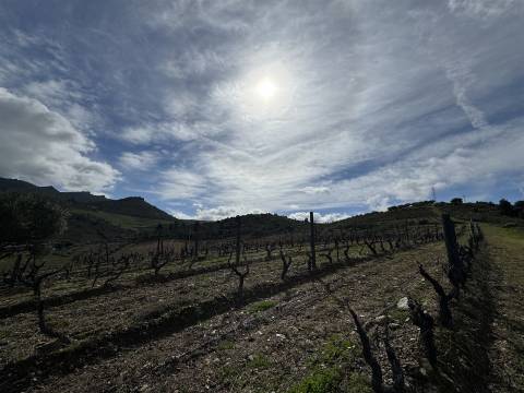 Quinta para Venda em Vilarinho das Azenhas com cerca de 18ha
