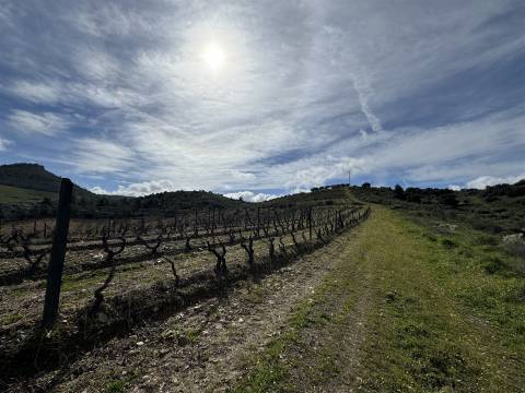 Quinta para Venda em Vilarinho das Azenhas com cerca de 18ha
