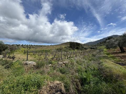 Quinta para Venda em Vilarinho das Azenhas com cerca de 18ha