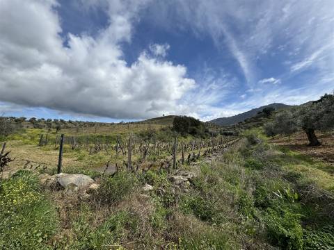 Quinta para Venda em Vilarinho das Azenhas com cerca de 18ha