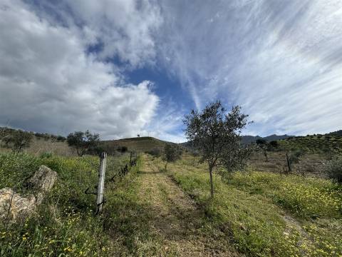 Quinta para Venda em Vilarinho das Azenhas com cerca de 18ha