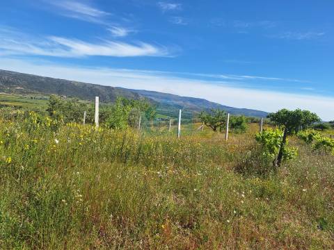 Quinta para venda em Vila Flor