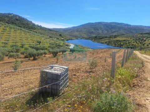 Quinta para venda em Vila Flor