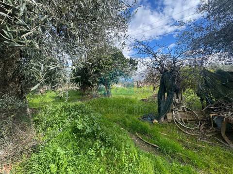 Moradia em Suçães com mais de 7,5 hectares de terrenos anexos